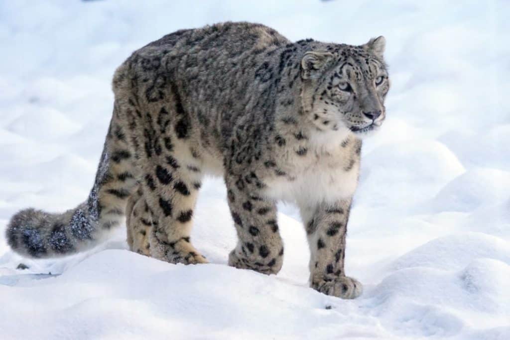 snow leopard g8d411f1c5 1920 1024x683 - Jungschwuppen Mittwochsclub am 25.01.2023: Der Winter ist gekommen
